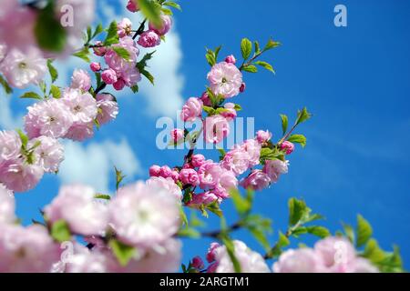 Chinese almond tree ( Prunus triloba  Lindl. ) in blue sky Stock Photo