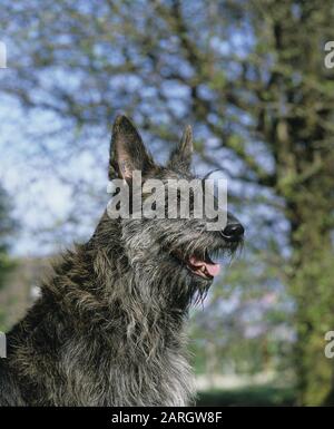 Picardy Shepherd Dog, Portrait of Adult Stock Photo