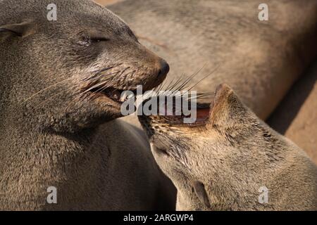 Two sea lions talking or kissing to each other on the beach of Cape cross in namibia, africa Stock Photo