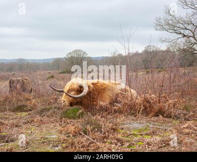 Wild Landscapes - A herd of Highland Cattle graze at Hothfield Heathlands, Kent, UK. January 2020. Stock Photo