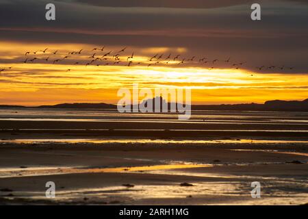 Dawn on the Northumbrian Coast, looking across the tidal mudflats towards Bamburgh Castle England, UK, GB. Stock Photo