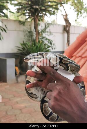 Royal Python Temple (Temple des pythons) in Ouidah, Benin, Africa Stock ...