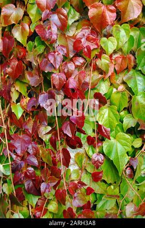 Colorful autumn background of red and green glossy leaves of climbing plant, wall covered with ivy. Stock Photo