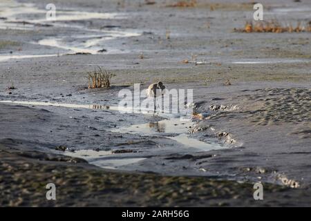 European Curlew (Numenius Arquata) looking for food on the mudflats of the Northumbrian Coast, Eastern England, UK, GB. Stock Photo