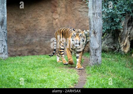 A Tiger walking around in his cage at Bioparc Fuengirola Stock Photo
