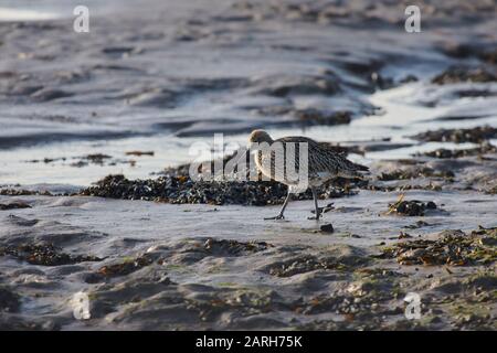 European Curlew (Numenius Arquata) looking for food on the mudflats of the Northumbrian Coast, Eastern England, UK, GB. Stock Photo