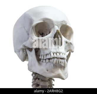 Human skull head on the neck of the spine isolated on a white background Stock Photo