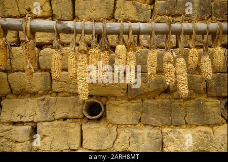 Corncobs drying in sun hung against soil brick wall. . Stock Photo