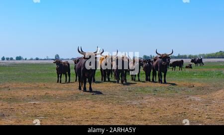 Aurochs stand in the field in the Hortobagy National Park in Hungary Stock Photo