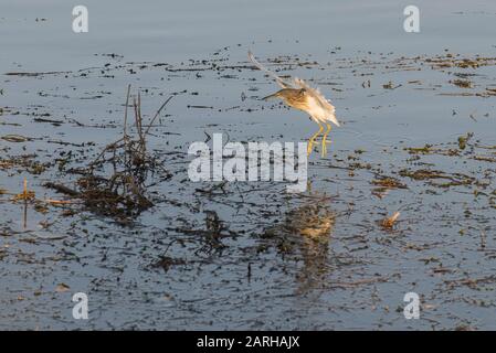 Squacco heron ardeola ralloides wild bird landing on reeds of river bank marshland with reflection Stock Photo