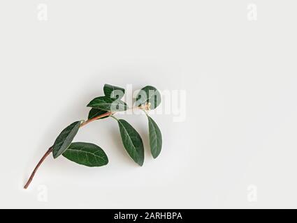 Feijoa branch with green leaves on a white isolated background. Minimalistic concept. Close up. Stock Photo