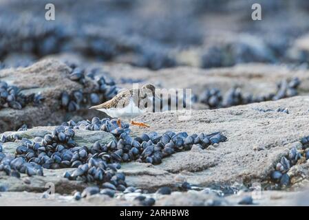 Turnstone foraging amongst the mussels on a rocky shore. Stock Photo