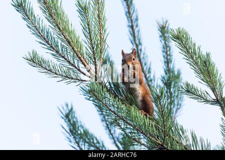 Red Squirrel feeding on pine cone Stock Photo