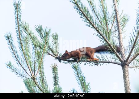 Red Squirrel in pine tree Stock Photo