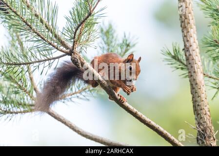 Red Squirrel feeding on pine cone Stock Photo