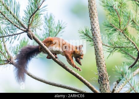 Red Squirrel running with pine cone in mouth Stock Photo