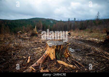28 January 2020, Saxony-Anhalt, Wernigerode: A stump of a felled spruce protrudes from the forest floor on the Armeleuteberg on a clearing area. The trees had died after two years of drought and because of the bark beetle and had been felled. The spruces are now used to produce pulp and wood for pallets. Some of it even goes to China as construction timber. In the city forest of Wernigerode, a forest inspection took place on the edge of the "Forest Generation Dialogue". The organizer was the Schutzgemeinschaft Deutscher Wald Bundesverband (SDW). At the conference, young adults will deal with f Stock Photo