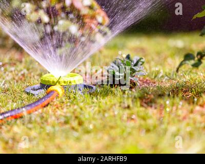 A portable sprinkler pours lawn and flowers in a summer garden saving plants from midday heat. Stock Photo