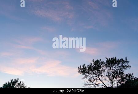 Tree branches on a background of pink cirrus clouds. Warm summer evening after sunset Stock Photo