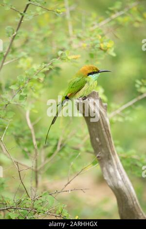 Little green bee eater (Merops orientalis), Sri Lanka Stock Photo