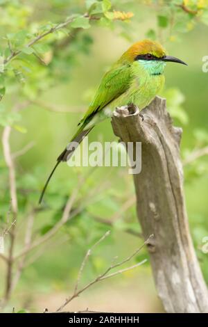 Little green bee eater (Merops orientalis), Sri Lanka Stock Photo