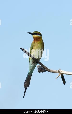 Blue-tailed bee-eater (Merops philippinus) perched, Sri Lanka Stock Photo