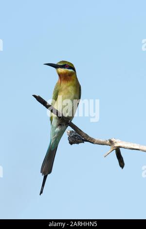Blue-tailed bee-eater (Merops philippinus) perched, Sri Lanka Stock Photo