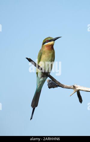 Blue-tailed bee-eater (Merops philippinus) perched, Sri Lanka Stock Photo