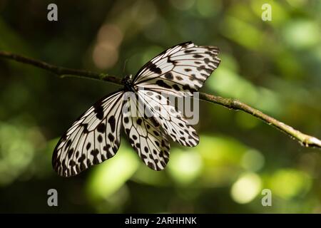 Ceylon Tree Nymph, Idea iasonia, in rainforest, wings open resting, Sri Lanka Stock Photo