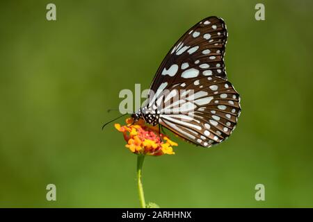 Blue Tiger Butterfly, Tirumala limniace, feeding on flower, Sri Lanka, danaid group of the brush-footed butterfly family Stock Photo