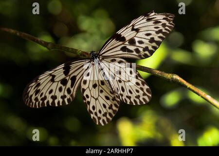 Ceylon Tree Nymph, Idea iasonia, in rainforest, wings open resting, Sri Lanka Stock Photo