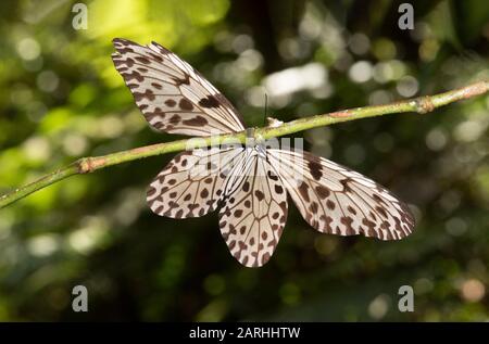 Ceylon Tree Nymph, Idea iasonia, in rainforest, wings open resting, Sri Lanka Stock Photo