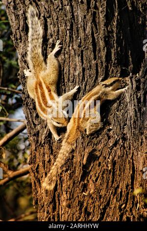 squirrels mating 2arhhyw