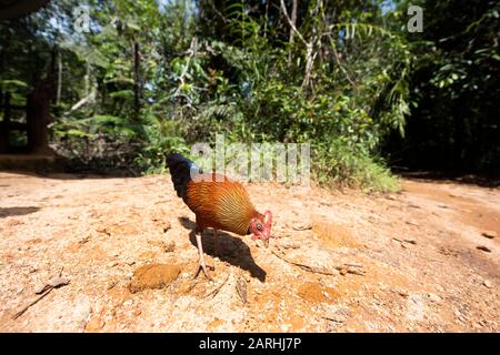 Sri Lankan (Ceylon) Junglefowl, Gallus lafayettii, in forest habitat, Sinharaja Reserve, Sri Lanka, male, Stock Photo