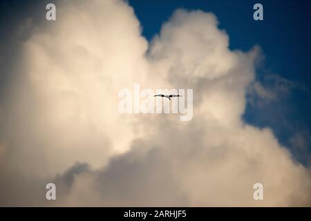 Changeable Hawk-Eagle, Spizaetus cirrhatus, Dambulla Lake, Sri Lanka, flying high in clouds Stock Photo