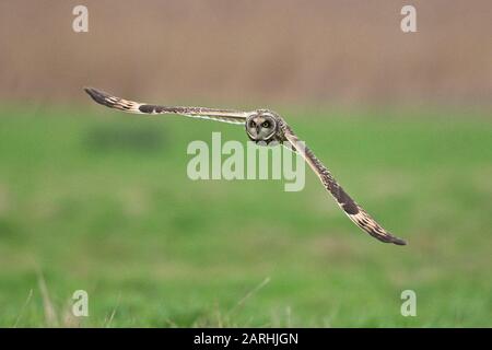 Short-eared Owl (Asio flammeus) Stock Photo