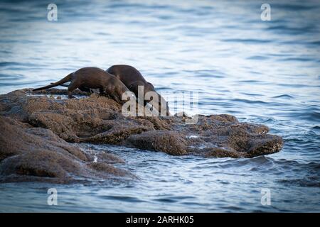Mother and young European Otter (Lutra lutra) cub or kit preparing to dive back into water Stock Photo