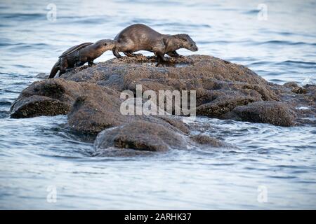 Mother and young European Otter (Lutra lutra) cub or kit  emerging from water onto a rock. Mother is shaking herself dry. Scotland, UK Stock Photo