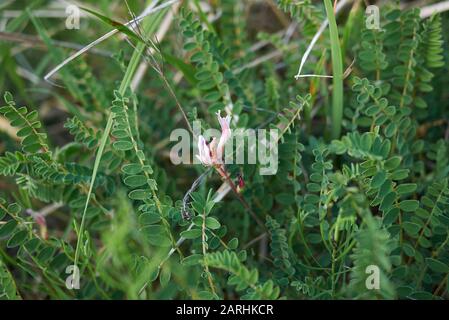 fresh flower and seed pods of Astragalus monspessulanus plant Stock Photo