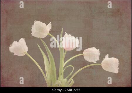 Fringed white tulip Stock Photo