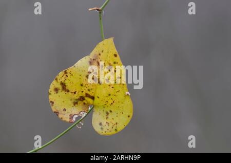 Greenbrier, Smilax sp., leaf in winter Stock Photo