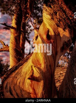 Close up of wood on Pinion Pine tree. Ancient Bristlecone Pine Forest, California. Stock Photo
