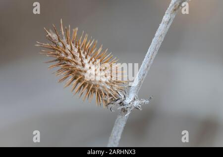 Rough Cocklebur, Xanthium strumarium, fruit in winter Stock Photo