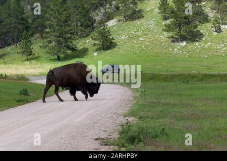 A bison bull crossing a dirt road with traffic in the background at Custer State Park, South Dakota. Stock Photo
