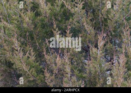 Eastern red cedar, Juniperus virginiana Stock Photo