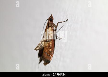 Plodia interpunctella, Indian Meal Moth Stock Photo