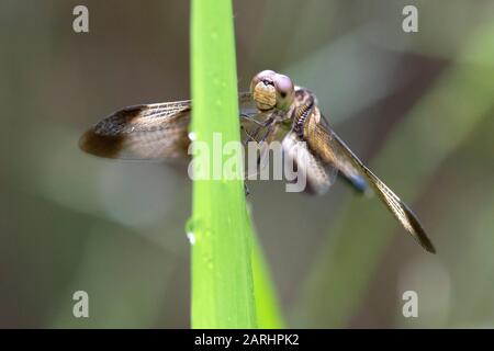 Pied Parasol Dragonfly, Neurothemis tullia, Ramsar Wetland, Sri Lanka, perched on leaf Stock Photo