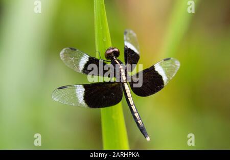 Pied Parasol Dragonfly, Neurothemis tullia, Ramsar Wetland, Sri Lanka, perched on leaf Stock Photo