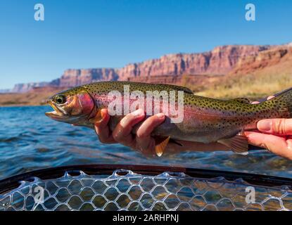 Fishing on the Colorado River, Glen Canyon, AZ Stock Photo - Alamy