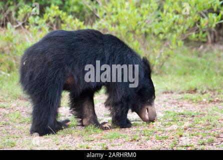Sloth Bear, Melursus ursinus, walking foraging for food, Wilpattu National Park, Sri Lanka Stock Photo